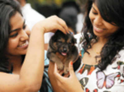 Pet Puja: Keep a puppy pee chart