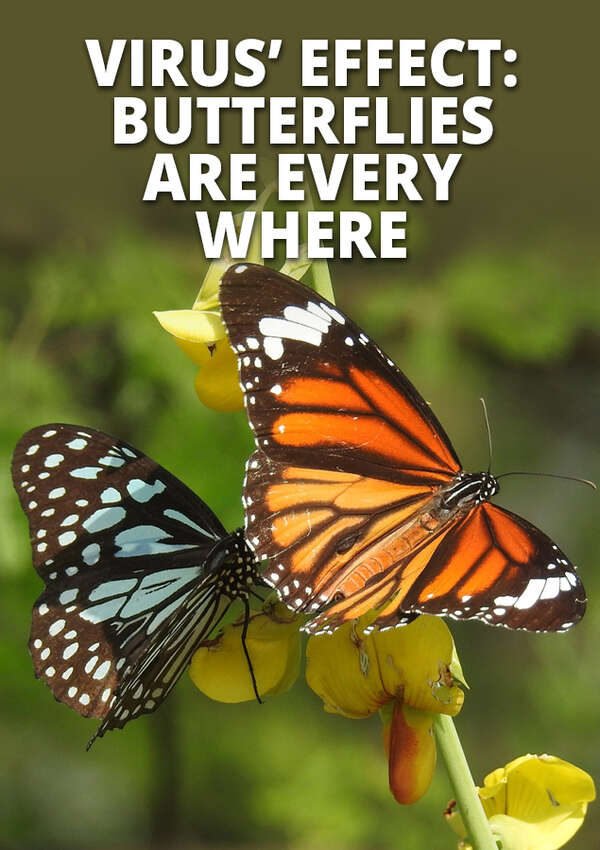 Virus’ effect: Butterflies are everywhere
