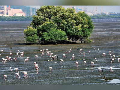 MbPt to reclaim 100 ha of sea for Hyde Park lookalike