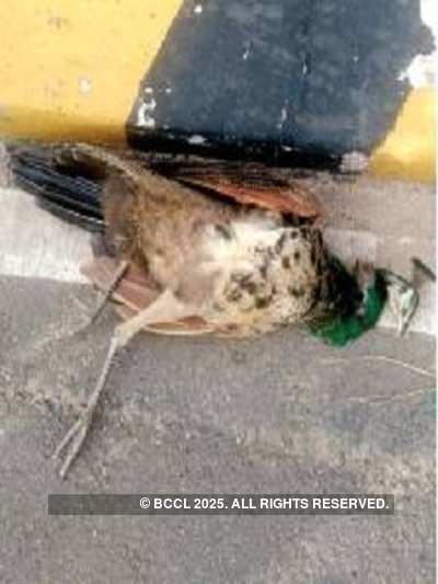 National bird turns roadkill; cops file case