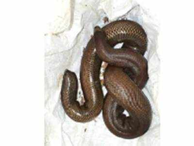 Red sand boa found at Aksa beach bungalow
