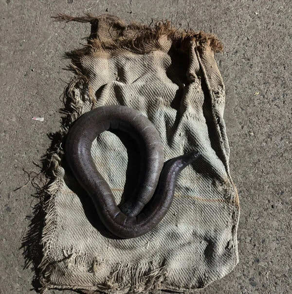 Bidar forest dept seizes rare red sand boa, arrests 3 smugglers