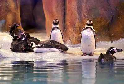 BMC chooses tainted contractor to care for Byculla Zoo’s Humboldt penguins