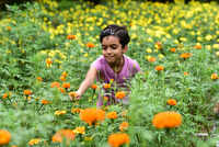 Varapuzha turns Kochi’s flower basket for this Onam 