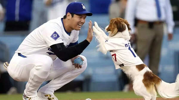 Shohei Ohtani’s dog Decoy gets his own award as Los Angeles Dodgers star keeps making history