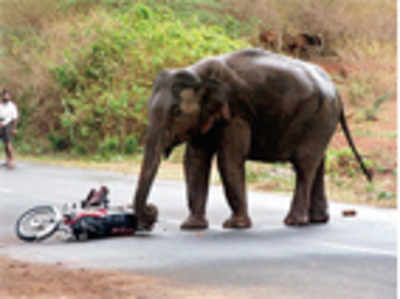 Forest department grapples with an elephantine problem