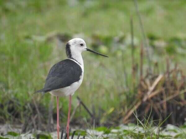 'Rare bird sighted in Chilika after 1997'
