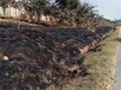 150 trees charred, habitat threatened on BMIC stretch