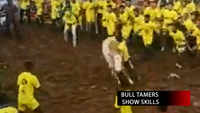 Tamil Nadu: Bull tamers participate in Jallikattu competition in Alanganallur area of Madurai 