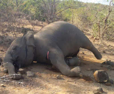 15-year-old elephant dies in MM Hills