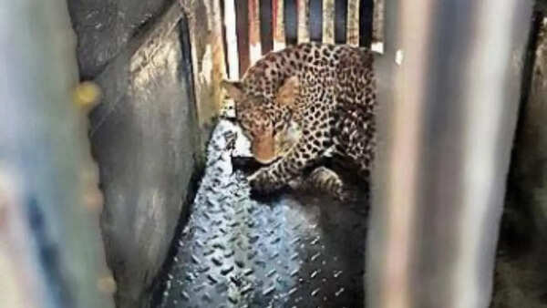 Shiv Sena MLA joins crowd to hit tranquilised leopard near govt guesthouse in Maharashtra