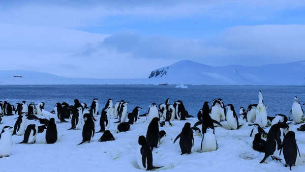 Antarctica has no cities, no people, and no permanent life: Here’s why humans can’t stay there forever