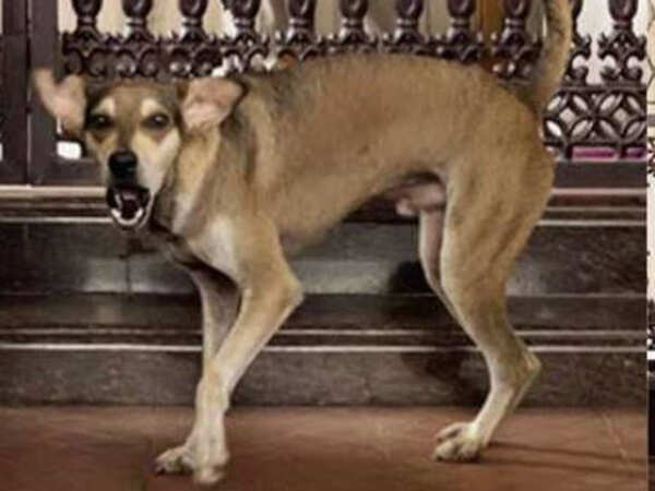 'Unwanted security': When a street dog decides to guard old couple!