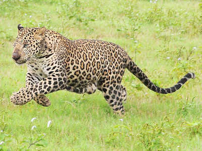 Leopard caught in Seepz, released in Sanjay Gandhi National Park