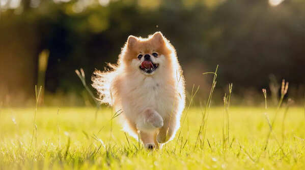  Pomeranian