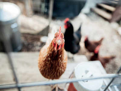 Bird flu: Karnataka on high alert