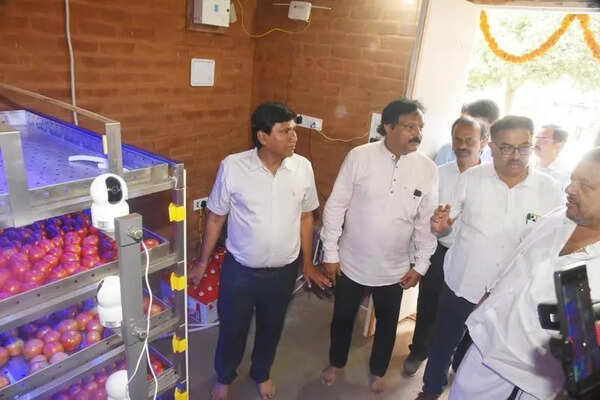 Davanagere researchers crack chemical-free tomato storage