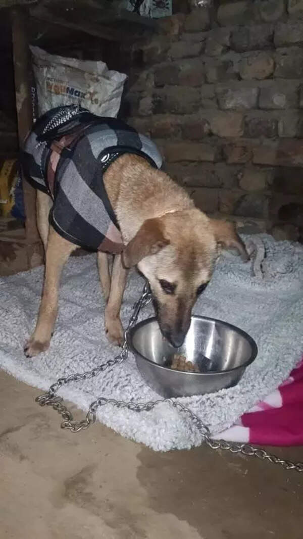 ‘Divine’ dog returns to Bijnor temple after treatment, faces mob of devouts