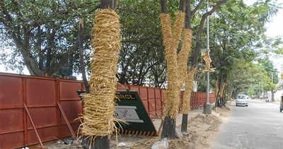 At JP Nagar, BMRCL to move trees from median to parks