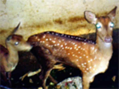Uncleared files keep black buck, deer in dirty toilet for months
