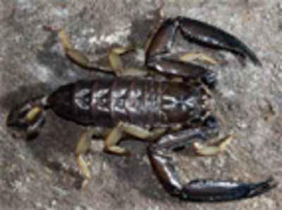 New species of cannibal scorpions
