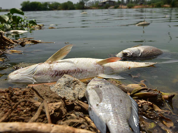 30,000 dead fish floating in polluted Hyderabad lake