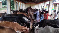 BJP MLA in Moradabad feeds over 170 cows on Krishna Janmashtami 