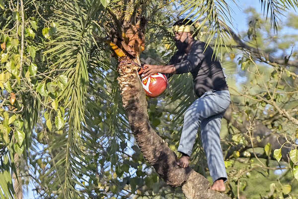 From toddy to neera: A decade after prohibition, Bihar’s fragile transition