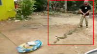On cam: 11-ft-long python rescued from Bhubaneswar's Patharagadia area 
