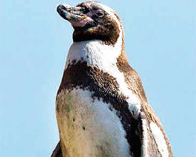Happy feat: Byculla zoo to get penguins in Dec