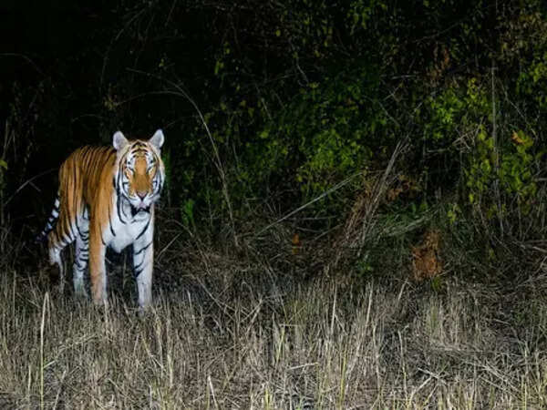Royal return: Tiger sighted in Arunachal sanctuary after two decades