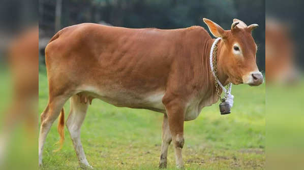 Kerala Vechur Cow: The smallest cattle breed in the world with ...