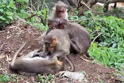 Monkey fever under control, say officials
