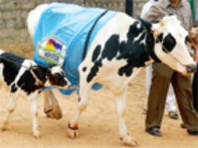 Now, milk likely to cost more