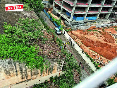 Shady business: 30 trees at risk of being cut down