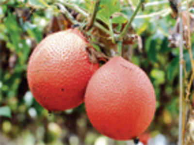 best organic plant food for vegetables The Old Farmer's Almanac Organic Tomato & Vegetable Plant Food 8-4-8 4.5 Lbs