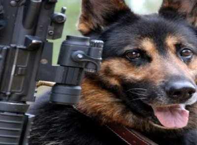 NSG dog, Lt Col Niranjan recommended for gallantry award