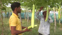 Vegetable growers stare at losses in Gorakhpur 