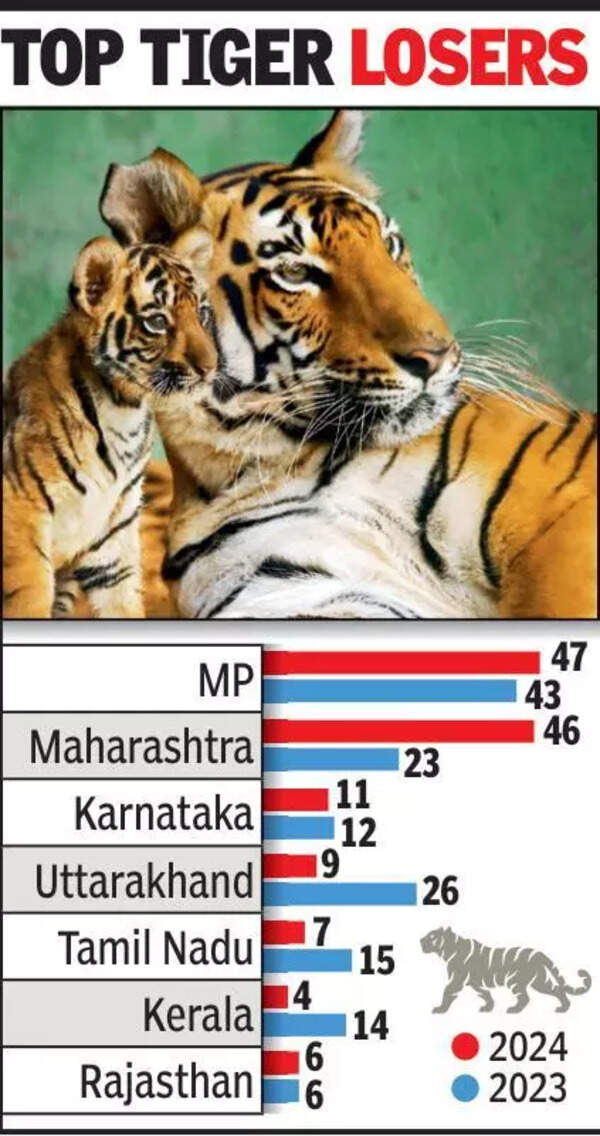 Tiger deaths decline in India by 37% in 2024, poaching cases drop significantly: NTCA finding
