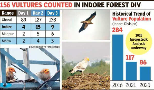 Vulture census: Choral emerges as safe haven, urban habitats see alarming decline