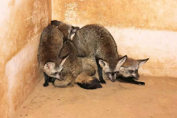 Two injured in fox attack at Gadhinglaj, second attack in Kolhapur district within two days