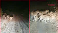 Lion pride being chased in Gujarat, video goes viral 