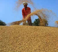 Chhattisgarh cracks down on paddy procurement fraud: 31 officials suspended, FIRs in three districts