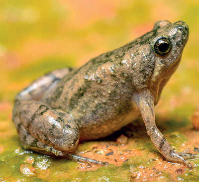 Karnataka: New species of urban frog discovered