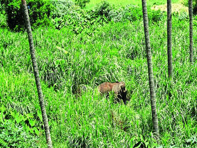 Water points for elephants away from villages may cut conflict