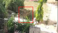 Watch: Leopard enters house in Gurugram village, triggers panic 