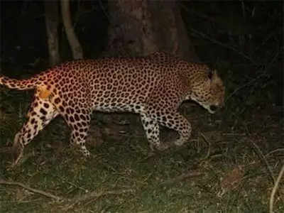 Shoot-at-sight order soon for leopard that killed girl