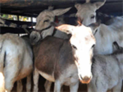 Of all milk, the donkey’s is the costliest in the city