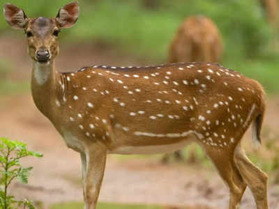 Mysterious deaths of Spotted Deer at BBP