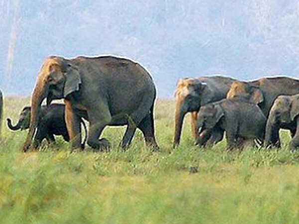 Dalma elephant corridor: Green brakes on Rs 100 crore airport project